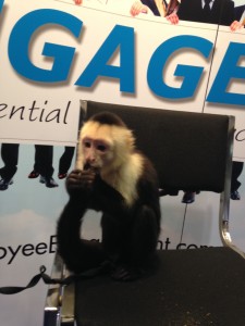 TEEG Monkey